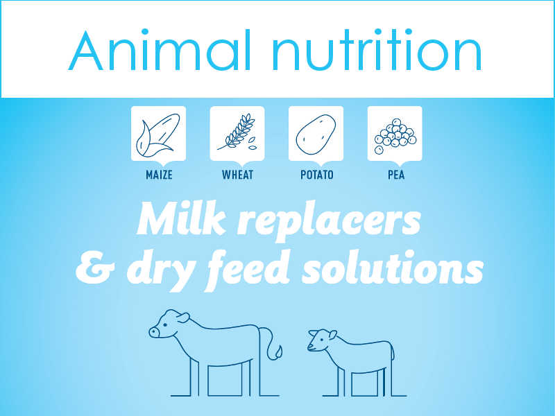 Calf milk replacers (CMR) an ideal source of affordable carbohydrates
