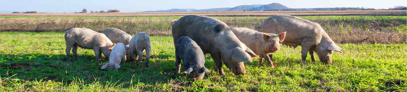 on farm feeding