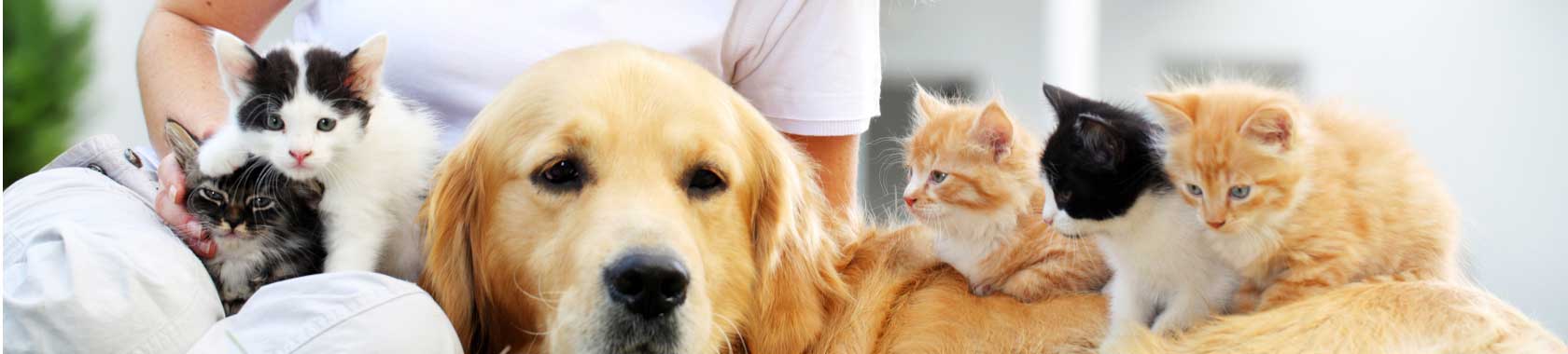 pet-food-general-dog-cats