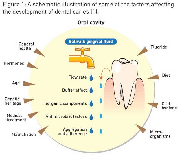 factors affecting the development of dental caries
