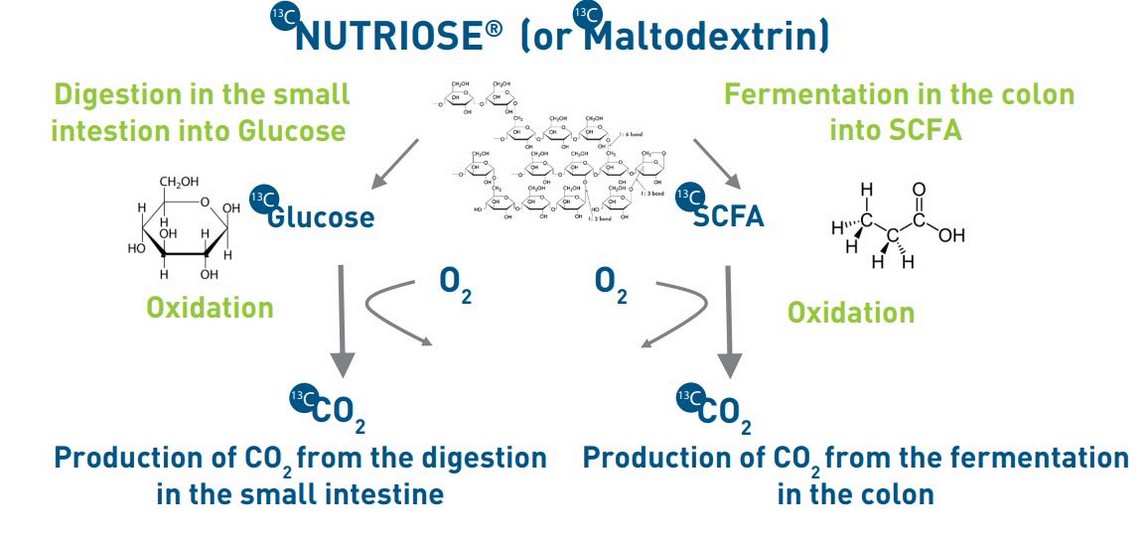 NUTRIOSE Digestion and Fermentation