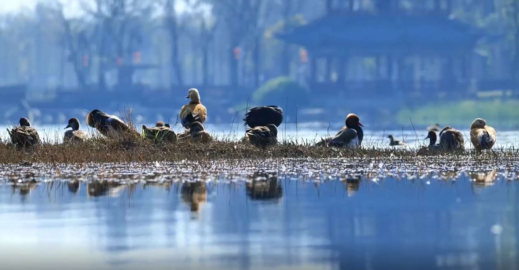 Several ducks resting on shallow wetland water with reflections in calm water.