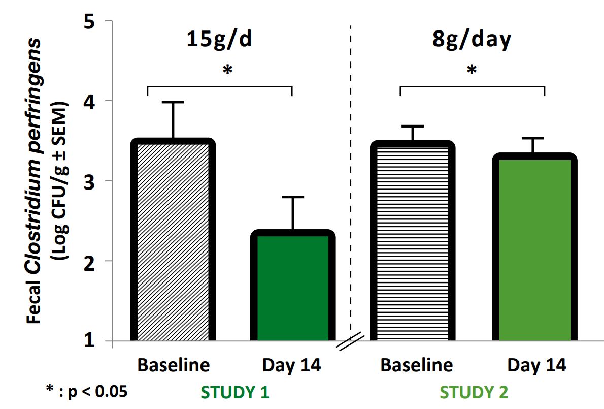 Bacteroides 15gd 8gd