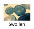 Swollen