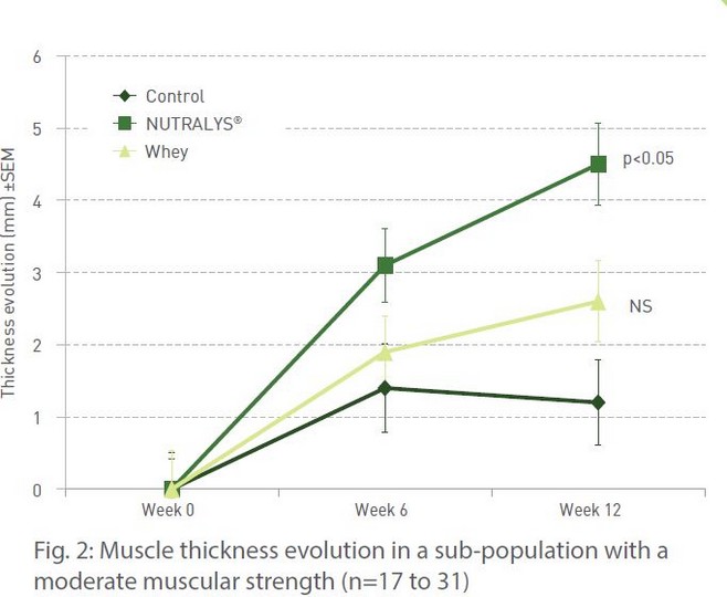 Muscle mass development