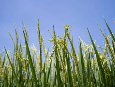 Ears of wheat with a blue sky