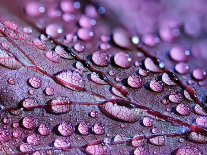 Drops of water on a purple tree leaf