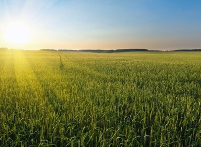 Wheat field at sunrise illustrating regenerative agriculture and sustainable agricultural value chains.