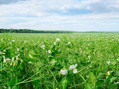 Champ de plants de pois verts avec des fleurs blanches sous un ciel nuageux.