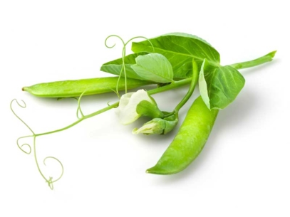 Yellow pea pods with leaves and a blooming pea flower on a white background.