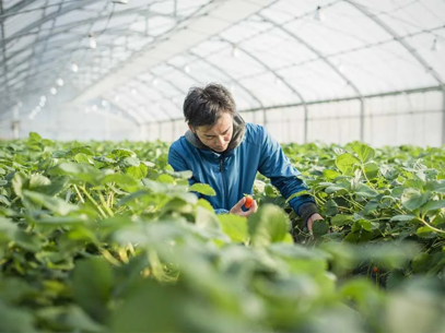 A man is taking care of plants in a greenhouse.