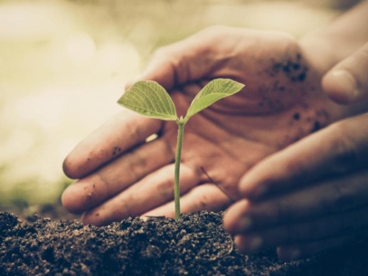 Hands surrounding a small plant growing in the soil