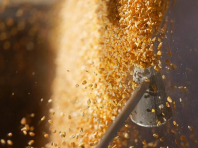 Corn kernels flowing