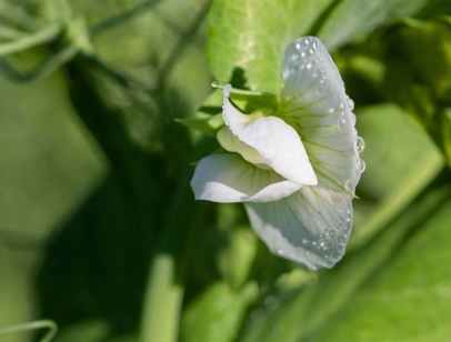 pea flower