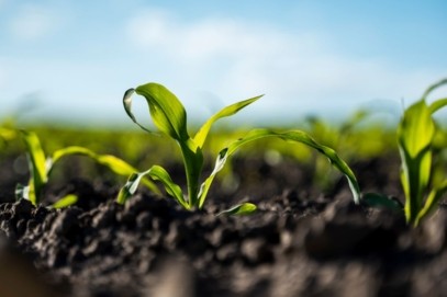 crop in soil