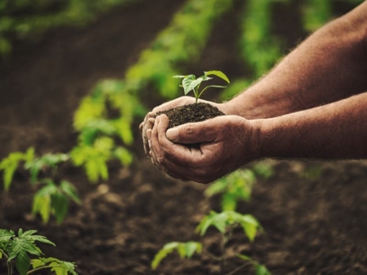 Man holding soil and a plant in his hands