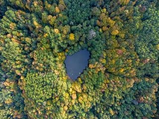 Aerial view of a lake in a forest