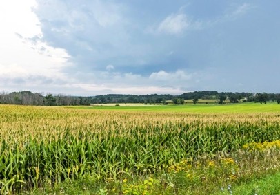 A landscape of corn fields and farmland with ditch flowers and dark storm clouds and rain in the autumn.