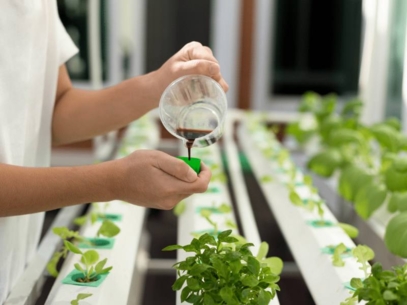 A scientist grows plants in a greenhouse.