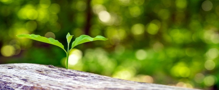 Une jeune plante pousse dans la nature