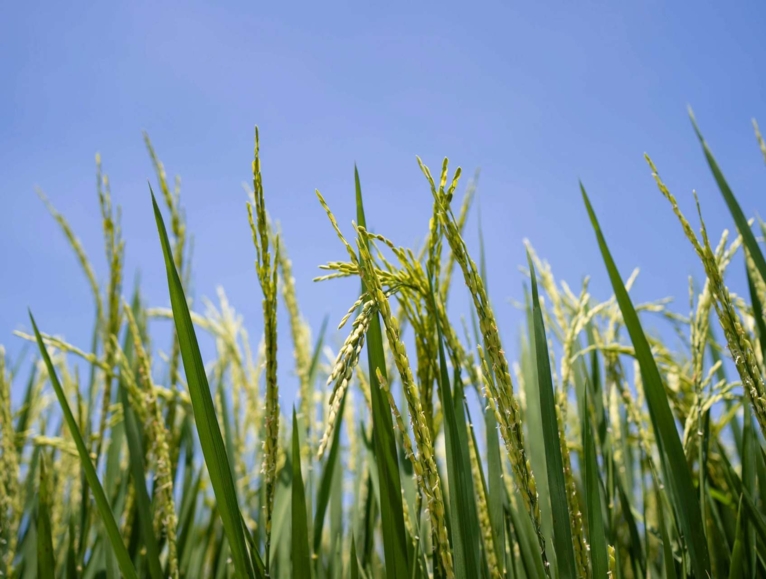 Ears of wheat with a blue sky