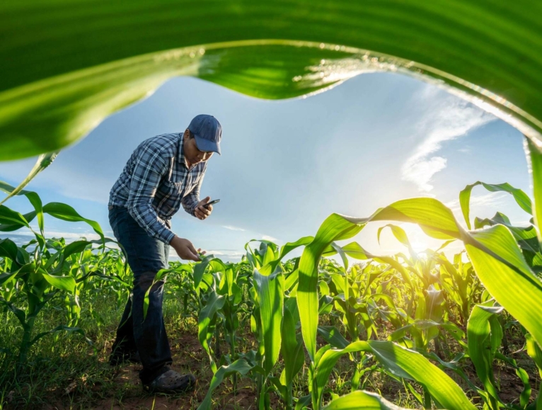 Farmer working in a field of young green corn at sunrise