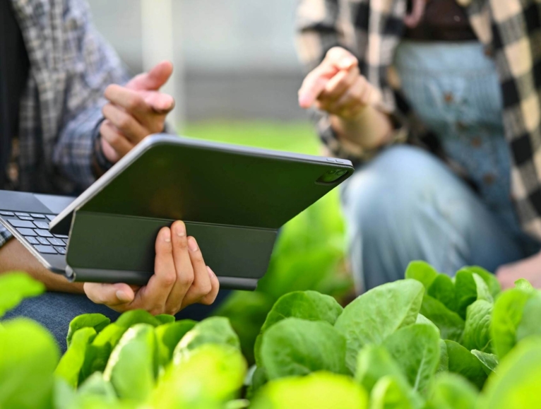 Farmers inspecting lettuces