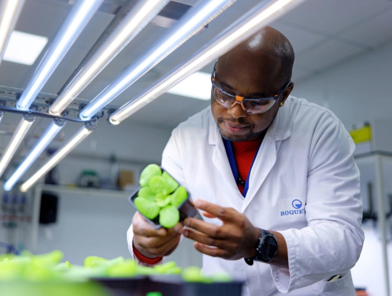 In a laboratory, a scientific dressed in a white coat with the Roquette logo examines a young plant that he holds in his hands.
