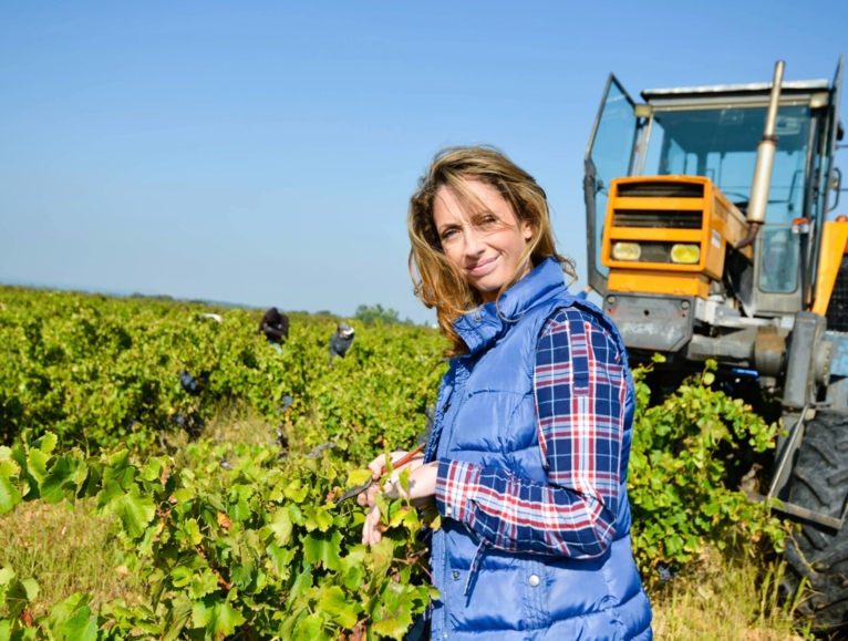 Young woman harvesting grapes in vineyard