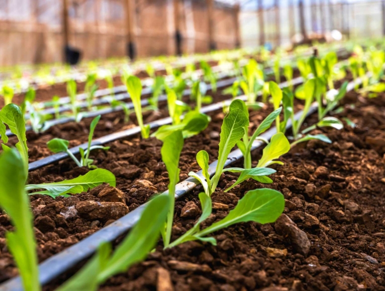 Young vegetable seedlings in a greenhouse with an irrigation system