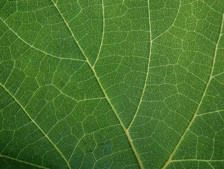 Green leaf's structure
