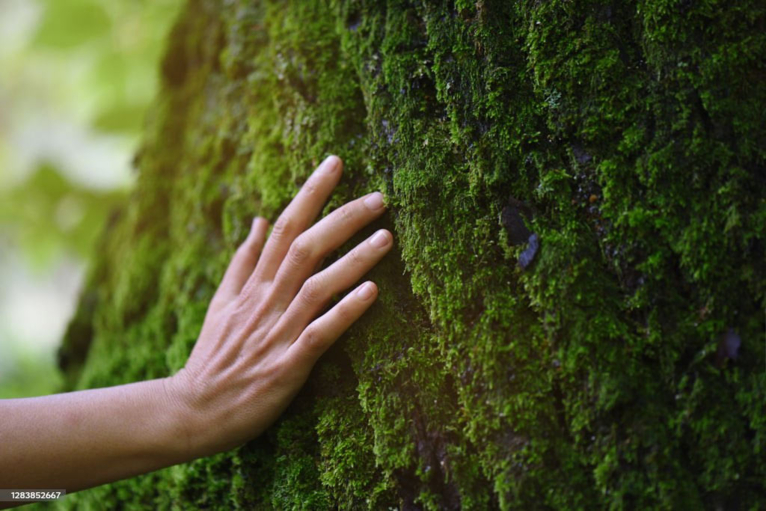 A hand placed on a tree trunk in nature.