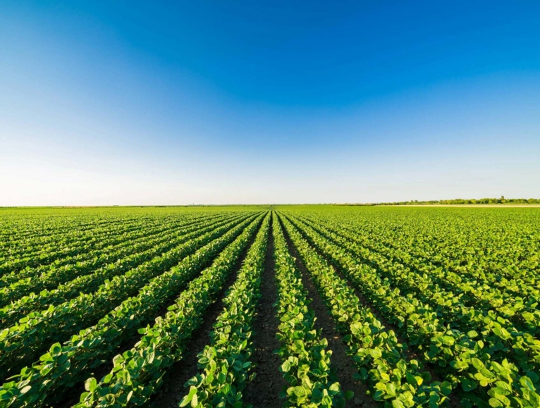 Rows of plantations with a blue sun