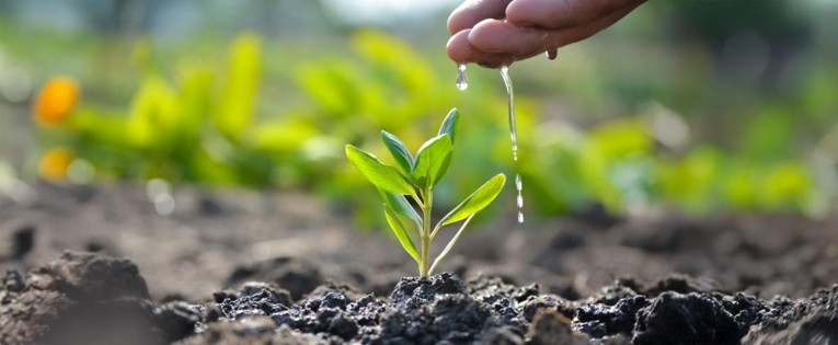 A hand watering a young green plant growing in dark soil with sunlight streaming through a natural background.