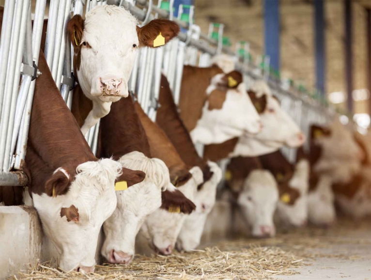 Cattles in their pens