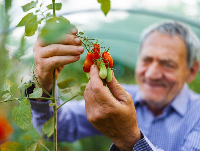 Man harvesting tomatoes in a greenhouse