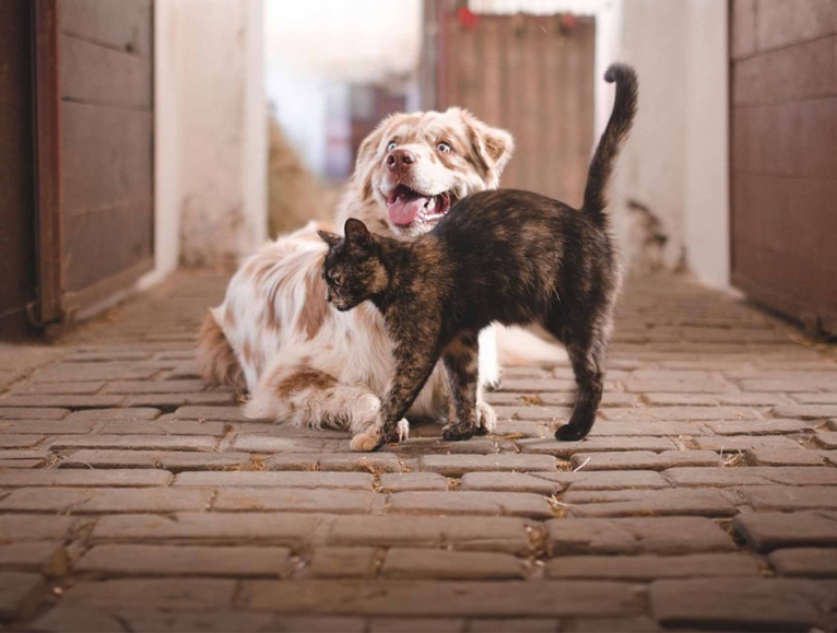 dog and cat
