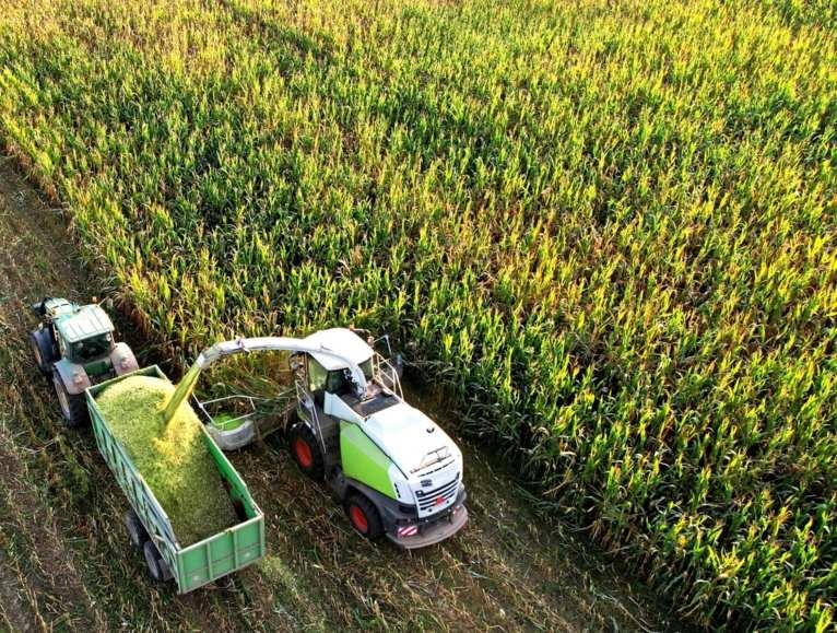 Corn harvest aerial view