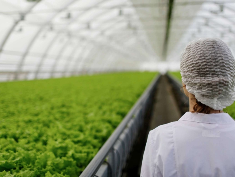 Scientist seen from behind in a greenhouse