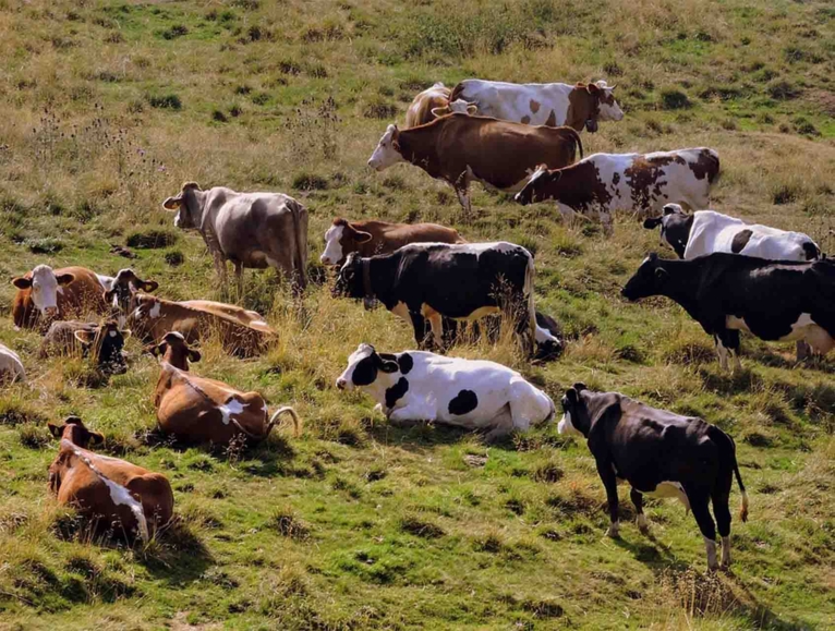 cow laying in a field