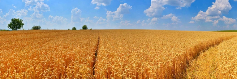 Wheat field under a blue sky with clouds and a few trees on the horizon.